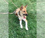 Small Photo #7 Mutt Puppy For Sale in Andover, MN, USA