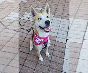 Siberian Husky-Unknown Mix Dogs for adoption in St. Augustine, FL, USA