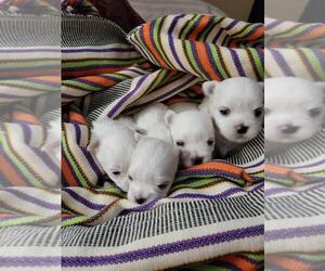 Maltese Puppy for sale in OPELIKA, AL, USA