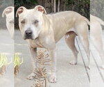 Small #5 American Staffordshire Terrier Mix