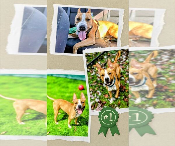 Medium Photo #5 Mutt Puppy For Sale in columbia, SC, USA