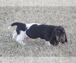 Small #3 Basset Hound