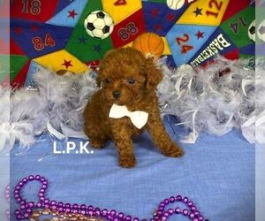 Poodle (Toy) Puppy for sale in WINNSBORO, LA, USA