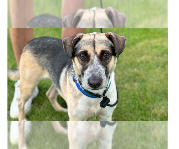 Medium Photo #13 Mutt Puppy For Sale in Brewster, NY, USA