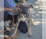 Small Photo #3 German Shepherd Dog-Mountain Cur Mix Puppy For Sale in Huntley, IL, USA