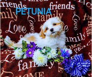 Shorkie Tzu Puppy for sale in BROOK PARK, PA, USA