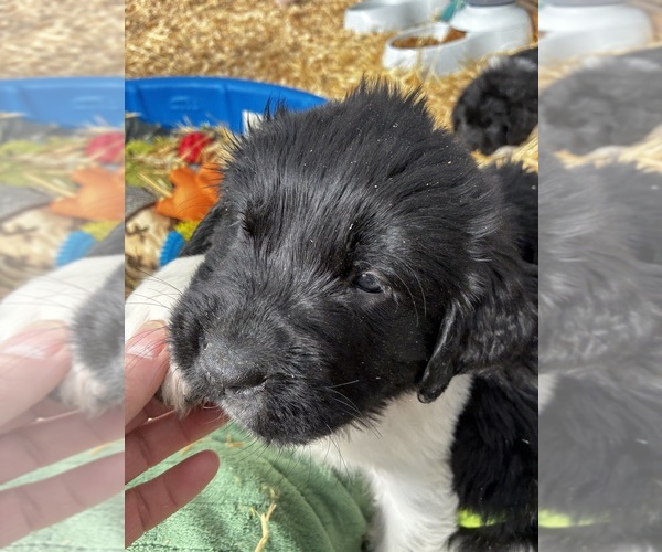 Medium Photo #3 Newfoundland Puppy For Sale in SAXTONS RIVER, VT, USA