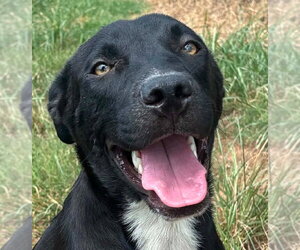 Labrador Retriever-Unknown Mix Dogs for adoption in Canton, CT, USA