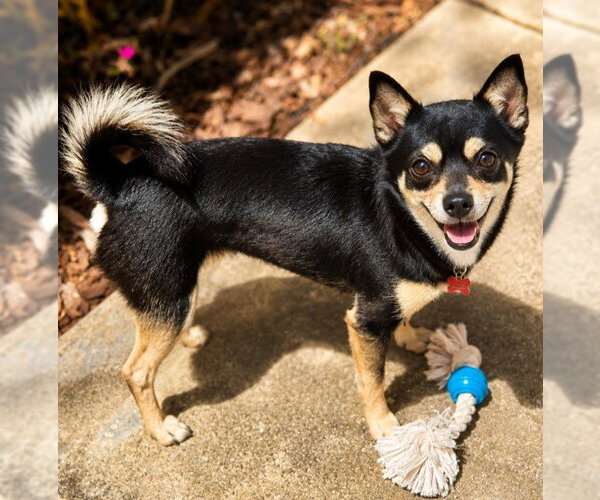 Medium Photo #2 Chihuahua-Shiba Inu Mix Puppy For Sale in San Diego, CA, USA
