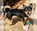 Small #1 Chihuahua-Shiba Inu Mix