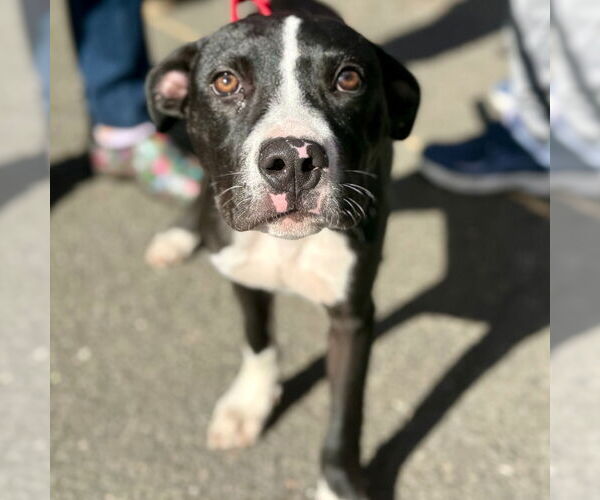 Medium Photo #3 Labrador Retriever-Unknown Mix Puppy For Sale in Canton, CT, USA