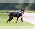 Small Photo #3 American Pit Bull Terrier-Unknown Mix Puppy For Sale in McKinney, TX, USA
