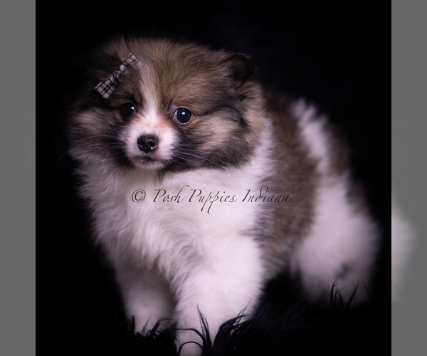 Medium Photo #68 Pomeranian Puppy For Sale in WARSAW, IN, USA
