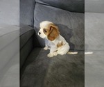 Small Photo #3 Cavalier King Charles Spaniel Puppy For Sale in SAINT PETERSBURG, FL, USA