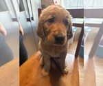 Puppy Dark green Golden Retriever