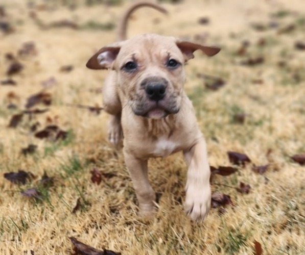 Medium Photo #1 American Pit Bull Terrier Puppy For Sale in GLN ALLN, VA, USA
