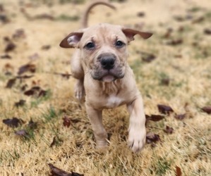 American Pit Bull Terrier Puppy for sale in GLN ALLN, VA, USA