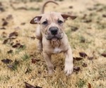 Small Photo #1 American Pit Bull Terrier Puppy For Sale in GLN ALLN, VA, USA