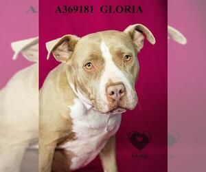 Mutt Dogs for adoption in Stockton, CA, USA