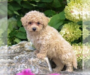 Poodle (Standard) Puppy for sale in GORDONVILLE, PA, USA