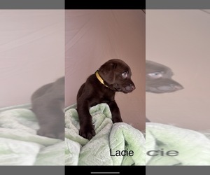Medium Labradoodle