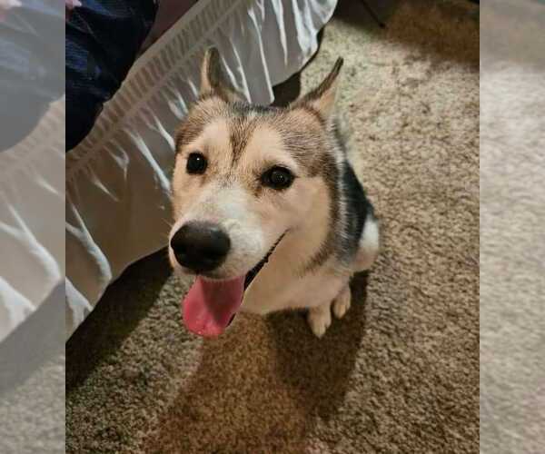 Medium Photo #2 Siberian Husky-Unknown Mix Puppy For Sale in Columbus, IN, USA