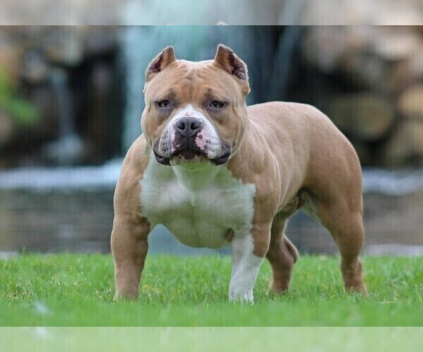Medium Photo #1 American Bully Puppy For Sale in DOWNEY, CA, USA