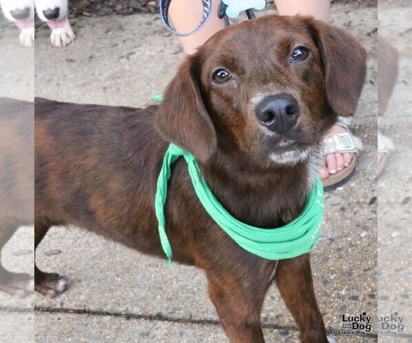 Medium Photo #7 Colonial Cocker Spaniel-Unknown Mix Puppy For Sale in Washington, DC, USA