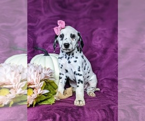 Dalmatian Puppy for sale in QUARRYVILLE, PA, USA