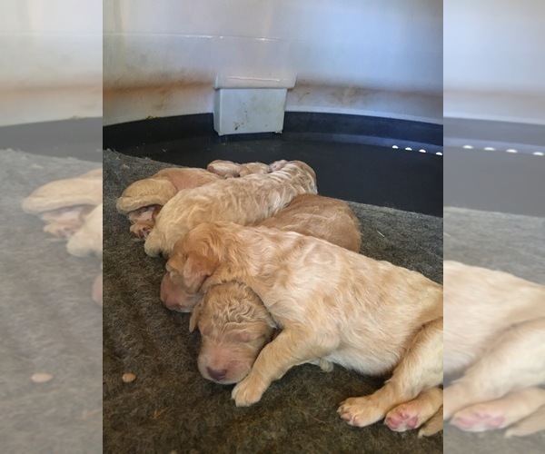 Medium Photo #1 Goldendoodle Puppy For Sale in CORONA, CA, USA