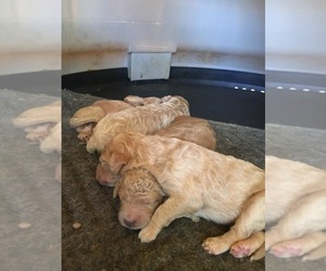 Goldendoodle Puppy for sale in CORONA, CA, USA