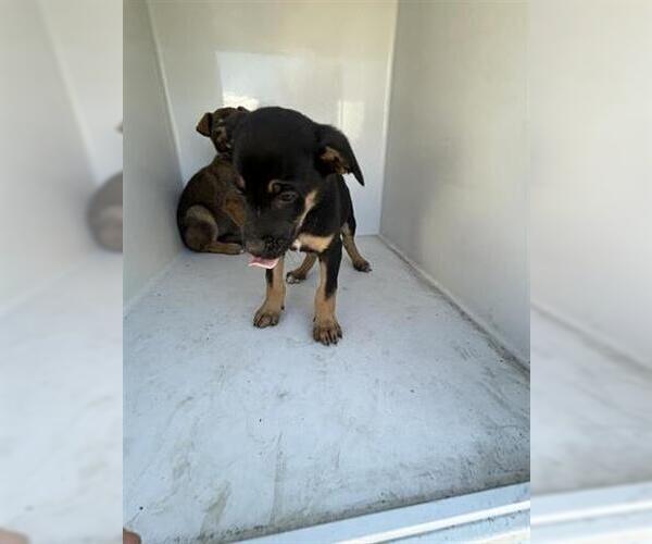 Medium Photo #1 Labrador Retriever-Unknown Mix Puppy For Sale in Houston, TX, USA