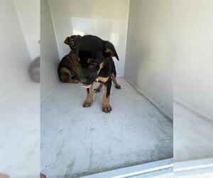 Labrador Retriever-Unknown Mix Dogs for adoption in Houston, TX, USA