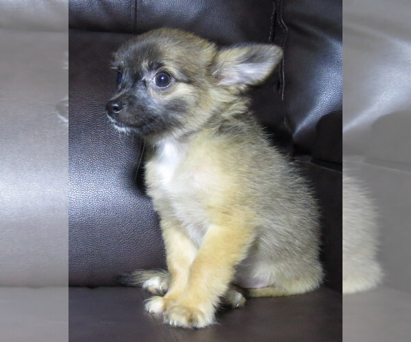 Medium Photo #9 Chihuahua Puppy For Sale in HAYES, VA, USA