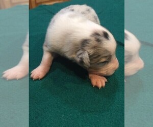 Australian Shepherd Puppy for sale in JURUPA VALLEY, CA, USA