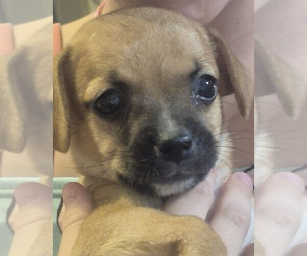 Medium Photo #1 Chiweenie Puppy For Sale in TUCSON, AZ, USA