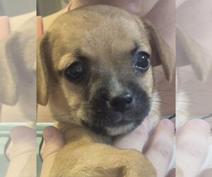Chiweenie Puppy for sale in TUCSON, AZ, USA
