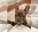 Small Photo #9 French Bulldog Puppy For Sale in PHILA, PA, USA