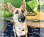 Small German Shepherd Dog