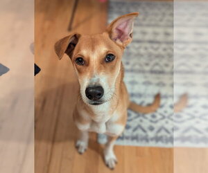 German Shepherd Dog-Unknown Mix Dogs for adoption in Aurora, CO, USA