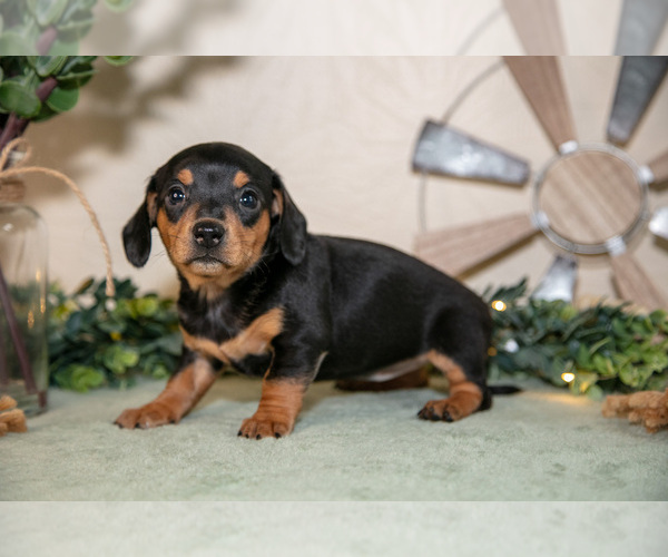 Medium Photo #12 Dachshund Puppy For Sale in NAPPANEE, IN, USA