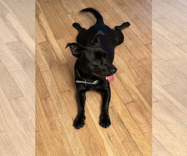Medium Photo #5 Dachsador Puppy For Sale in Monticello, MS, USA