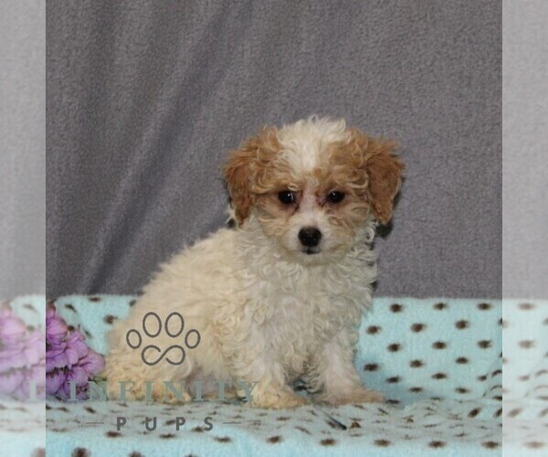 Medium Photo #2 Poovanese Puppy For Sale in RISING SUN, MD, USA