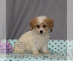 Small #1 Poovanese