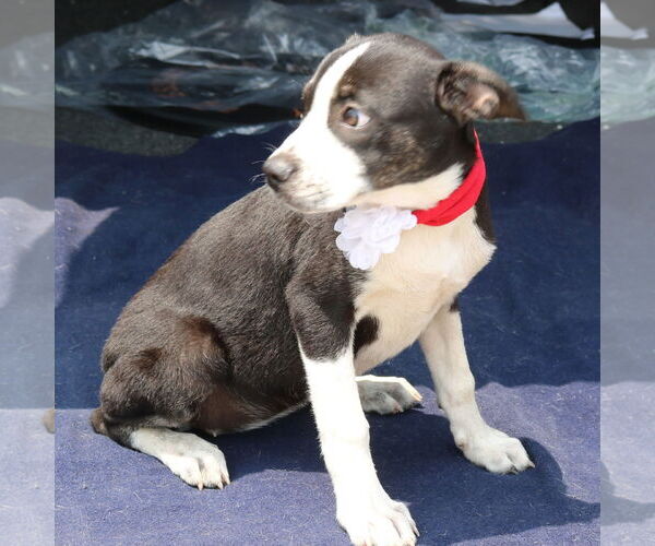 Medium Photo #3 Boston Terrier-Unknown Mix Puppy For Sale in Bandera, TX, USA