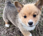 Puppy Beebee Pembroke Welsh Corgi