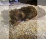 Small Photo #11 Mal-Shi Puppy For Sale in DINWIDDIE, VA, USA