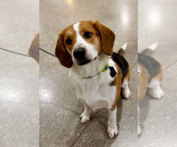 Medium Photo #4 Corgi Basset Puppy For Sale in Belleuve, NE, USA