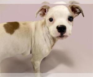 American Pit Bull Terrier-Unknown Mix Dogs for adoption in Tulsa, OK, USA