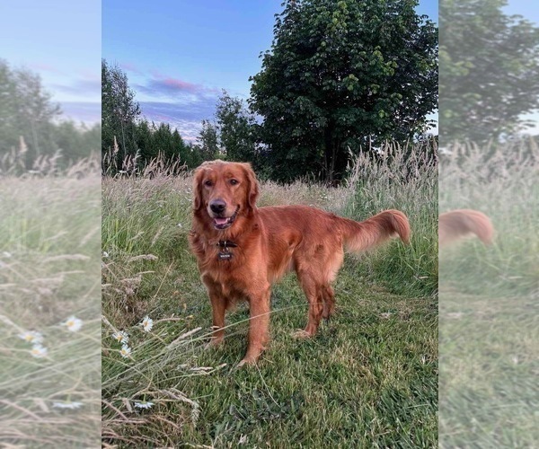Medium Photo #6 Golden Retriever Puppy For Sale in BATTLE GROUND, WA, USA